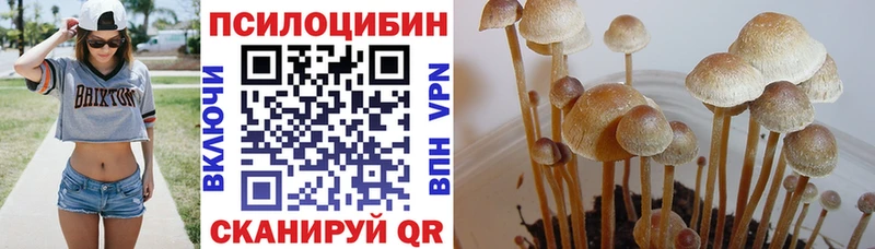 Псилоцибиновые грибы Psilocybine cubensis  Кострома 